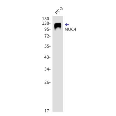 Western Blot: MUC4 Antibody (S05-7I9) [NBP3-19704]