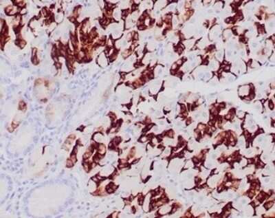 Immunohistochemistry-Paraffin: MUC6 Antibody (CLH5) - Azide and BSA Free [NBP3-11450]