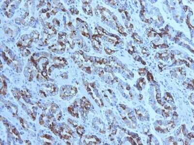 Immunohistochemistry-Paraffin: MUC6 Antibody (CLH5) - IHC-Prediluted [NBP2-48339]