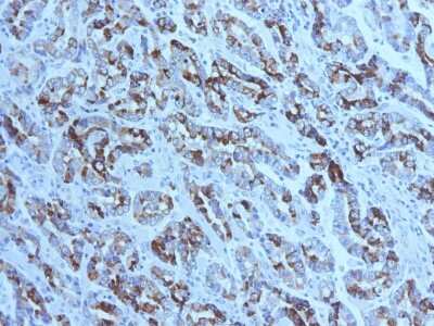 Immunohistochemistry-Paraffin: MUC6 Antibody (CLH5) [NBP2-44374]