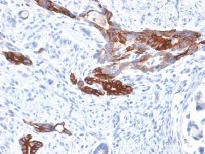 Immunohistochemistry-Paraffin: MUC6 Antibody (MUC6/1553R) - Azide and BSA Free [NBP3-08352]