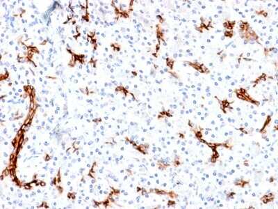 Immunohistochemistry-Paraffin: MUC6 Antibody (MUC6/1553R) - Azide and BSA Free [NBP3-08352]