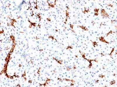 Immunohistochemistry-Paraffin: MUC6 Antibody (MUC6/1553R) [NBP3-07373]