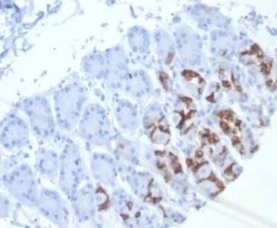 Immunohistochemistry-Paraffin: MUC6 Antibody (MUC6/7069R) [NBP3-13976]