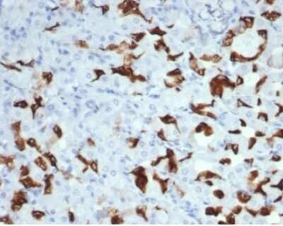 Immunohistochemistry-Paraffin: MUC6 Antibody (MUC6/7069R) [NBP3-13976]