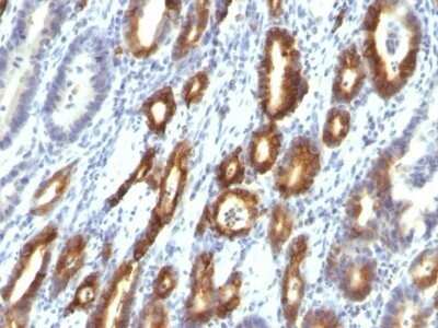 Immunohistochemistry-Paraffin: MUC6 Antibody (MUC6/916) - Azide and BSA Free [NBP2-47799]