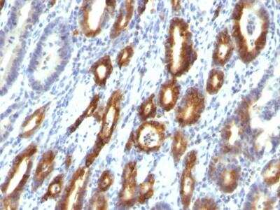 Immunohistochemistry-Paraffin: MUC6 Antibody (MUC6/916) - IHC-Prediluted [NBP2-48368]