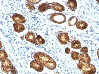 Immunohistochemistry-Paraffin: MUC6 Antibody (MUC6/916) - IHC-Prediluted [NBP2-48368]