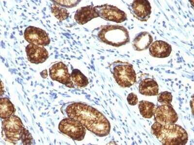Immunohistochemistry-Paraffin: MUC6 Antibody (MUC6/916) [NBP2-44376]