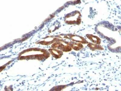 Immunohistochemistry-Paraffin: MUC6 Antibody (SPM598) - IHC-Prediluted [NBP2-48340]