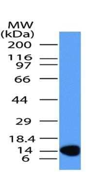 Western Blot: MUL1 Antibody (3G2.2F7)Azide and BSA Free [NBP2-80861]