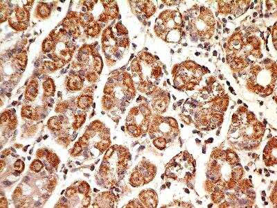 Immunohistochemistry-Paraffin: MUL1 Antibody (3G2.2F7) - BSA Free [NBP2-31362]