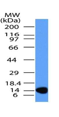 Western Blot: MUL1 Antibody (3G2.2F7)BSA Free [NBP2-31362]