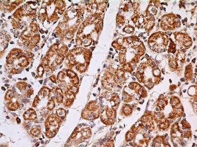 Immunohistochemistry: MUL1 Antibody (5H6.2D5) - Azide and BSA Free [NBP2-80860]