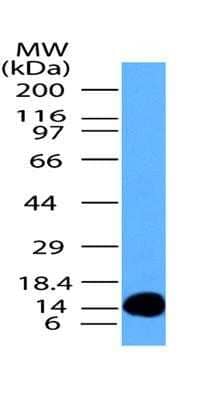 Western Blot: MUL1 Antibody (5H6.2D5)Azide and BSA Free [NBP2-80860]