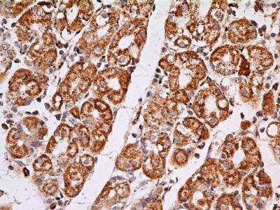 Immunohistochemistry-Paraffin: MUL1 Antibody (5H6.2D5) - BSA Free [NBP2-31361]