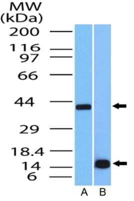 Western Blot: MUL1 Antibody [NBP2-31363]