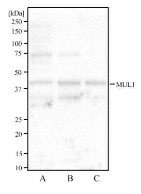 Western Blot: MUL1 Antibody [NBP2-31363]