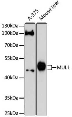 Western Blot: MUL1 AntibodyAzide and BSA Free [NBP2-94291]