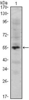 Western Blot: MUM1 Antibody (4G10)BSA Free [NBP1-47396]