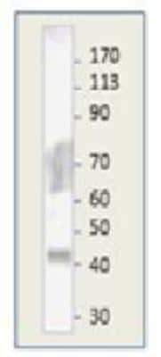 Western Blot: MuRF1/TRIM63 Antibody [NBP2-11061]