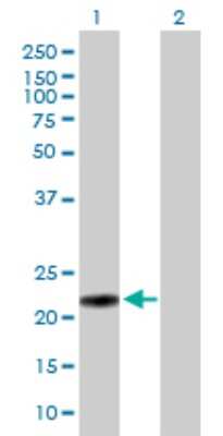 Western Blot: MUTED Antibody [H00063915-B01P]