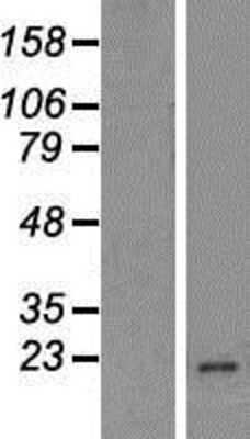 Western Blot: MUTED Overexpression Lysate [NBP2-04606]