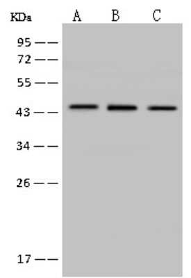 Western Blot: MVD Antibody [NBP2-98526]