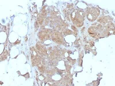 Immunohistochemistry-Paraffin: MVP Antibody (1032) - Azide and BSA Free [NBP2-47807]