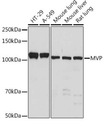 Western Blot: MVP Antibody (4S1H7) [NBP3-15329]