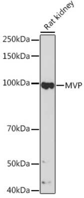 Western Blot: MVP Antibody (4S1H7) [NBP3-15329]