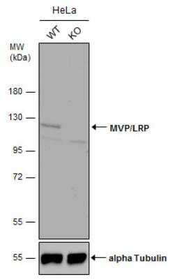 Knockout Validated: MVP Antibody [NBP1-31295]