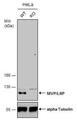 Knockout Validated: MVP Antibody [NBP1-33560]