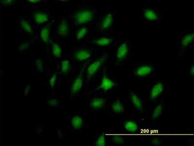 Immunocytochemistry/ Immunofluorescence: MX2 Antibody [H00004600-B01P]
