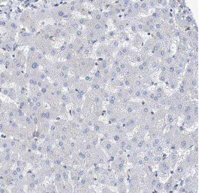 Immunohistochemistry-Paraffin: MX2 Antibody [NBP1-81018]