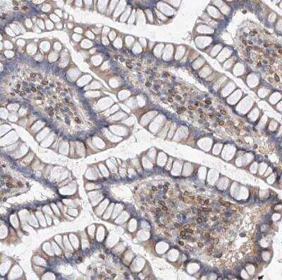Immunohistochemistry-Paraffin: MX2 Antibody [NBP1-81018]