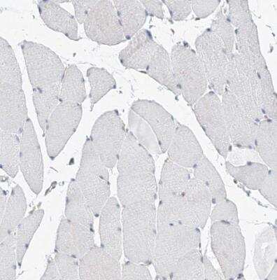 Immunohistochemistry-Paraffin: MX2 Antibody [NBP1-81018]