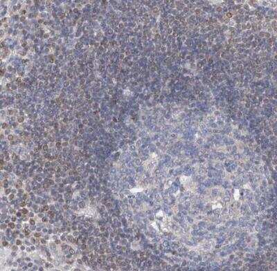 Immunohistochemistry-Paraffin: MX2 Antibody [NBP1-81018]