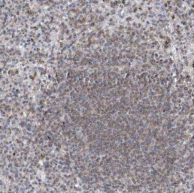 Immunohistochemistry-Paraffin: MX2 Antibody [NBP1-81018]