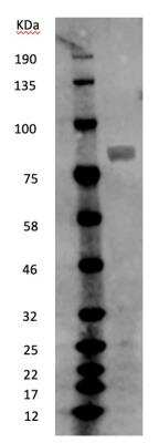 Western Blot: MX2 Antibody [NBP1-81018]