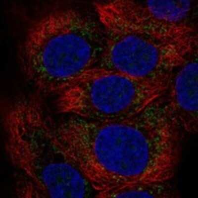 Immunocytochemistry/ Immunofluorescence: MXRA5 Antibody [NBP3-17605]