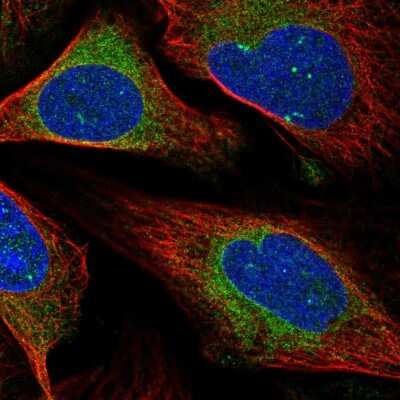 Immunocytochemistry/ Immunofluorescence: MXRA7 Antibody [NBP1-93731]