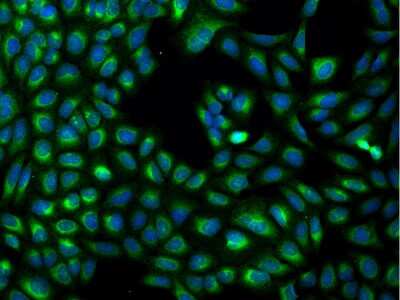 Immunocytochemistry/ Immunofluorescence: MXRA7 Antibody [NBP3-06326]