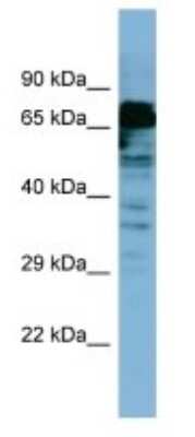 Western Blot: MYB Antibody [NBP3-10890]