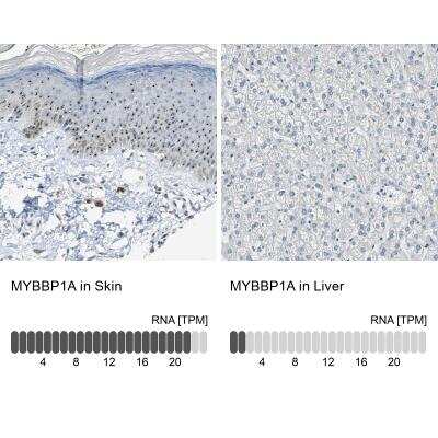 Immunohistochemistry-Paraffin: MYBBP1A Antibody [NBP2-13630]