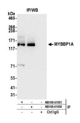 Immunoprecipitation: MYBBP1A Antibody [NB100-61050]