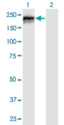 Western Blot: MYBBP1A Antibody [H00010514-B01P]