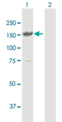 Western Blot: MYBBP1A Antibody [H00010514-D01P]