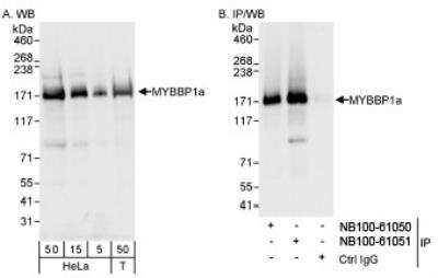 Western Blot: MYBBP1A Antibody [NB100-61051]