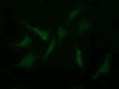 Immunofluorescence: MYBPH Antibody (OTI3G1) [NBP2-45839]